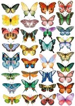 Оверлей Бабочки цветные 21х29,7 см