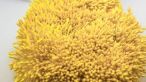 Тычинки тонкие около 400 нитей , двусторонние , жёлтый