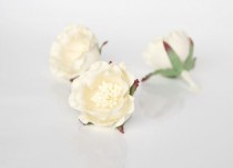 Полиантовые розы - Молочные, 1 шт.