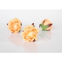 Полиантовые розы - Персиковые, 1 шт.
